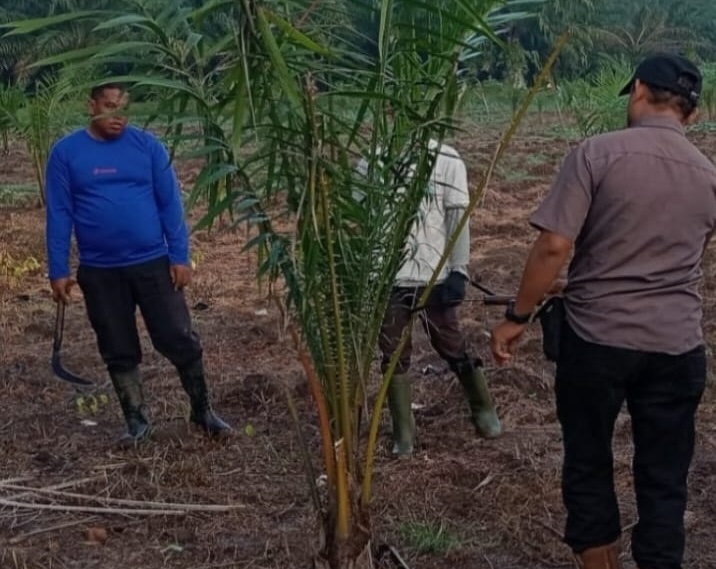 TANAMAN BERMASALAH: Diduga sawit yang kembali ditanam di Kebun Seiputih PTPN-IV Regional I, kemarin.