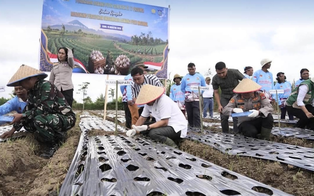 TANAM: Pemkab Karo dan Forkopimda melakukan penanaman bawang putih di Barusjahe.
