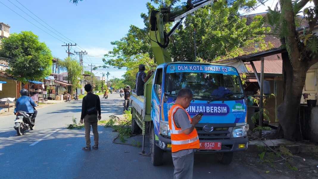 PANGKAS POHON: Dinas Lingkungan Hidup (DLH) Kota Binjai memangkas pohon rawan tumbang sebagai bentuk respon laporan masyarakat. (Teddy Akbari/Sumut Pos)