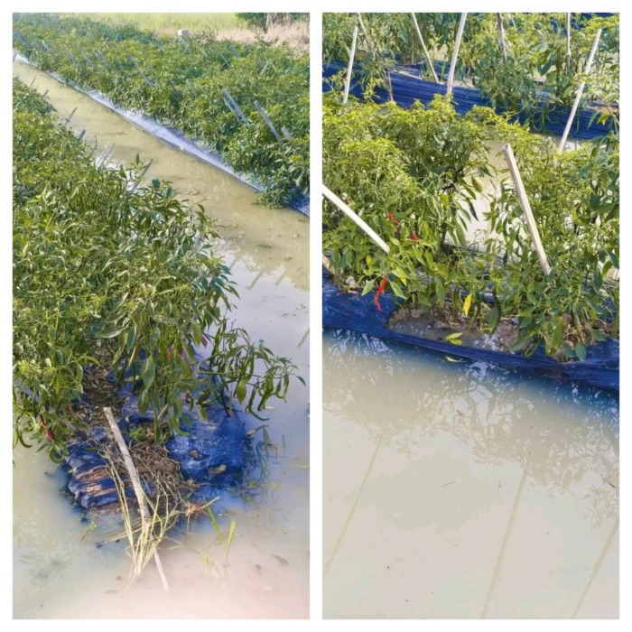 TERENDAM: Kondisi areal pertanian cabe terendam di Desa Gambuslaut, Kecamatan Limapuluh Pesisir, Batubara, Sumut, Kamis (6/8). Foto. Liberti H Haloho.