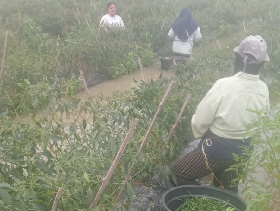 CABAI MENGUNING: Kondisi sekitar 60 hektare tanaman cabai di Desa Gambuslaut, Kecamatan Limapuluh Pesisir, Kabupaten Batubara menguning setelah enam hari terdampak pengalihan debit air dari proyek Bendung Daludalu, Minggu (9/8). (Liberti H Haloho).