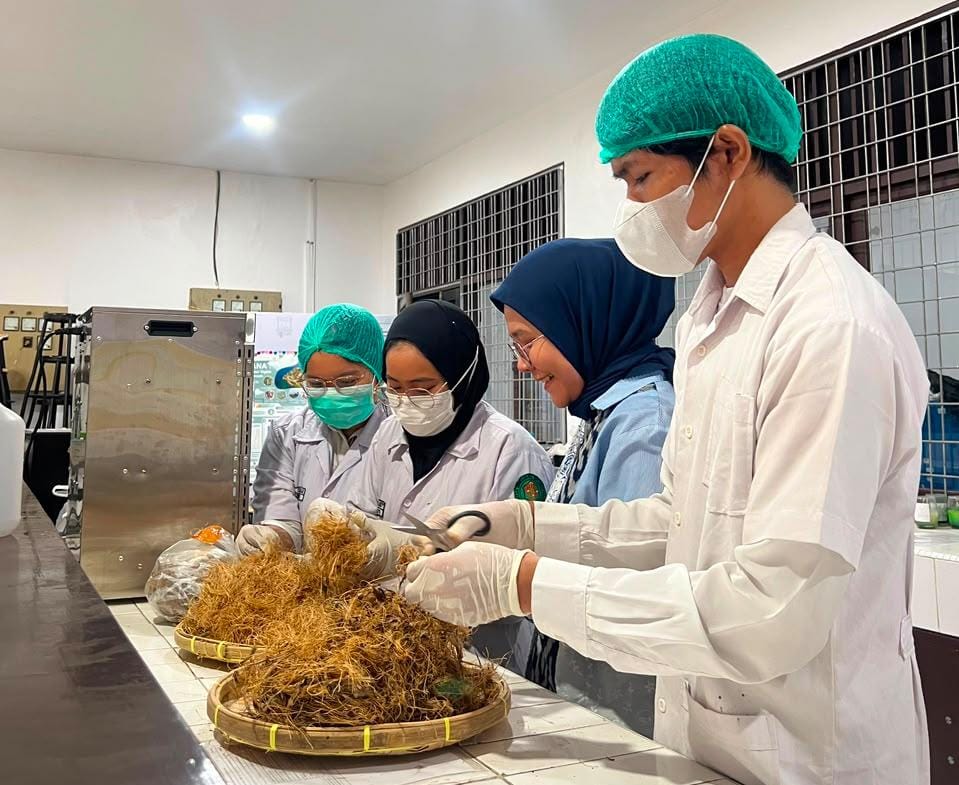 Inovatif! Mahasiswa USU Sulap Limbah Sawit dan Rambutan Jadi Pelindung Cabai Pascabanjir