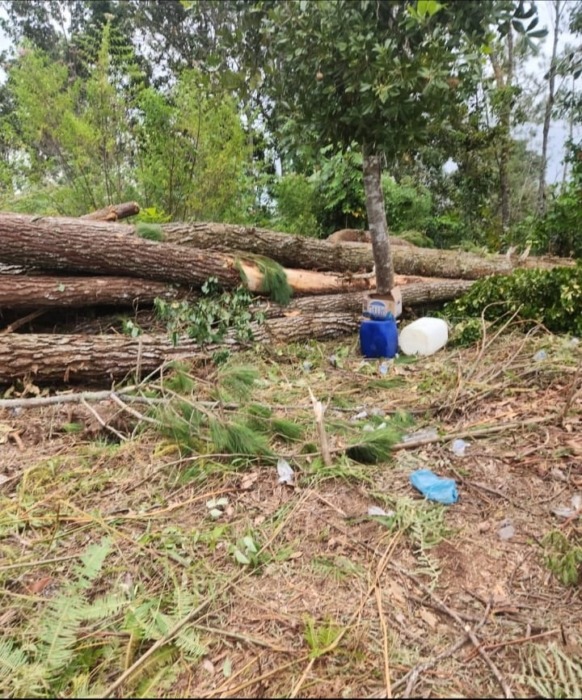 Perambahan Hutan Pinus di Habeahan, DPRD Sumut Desak Poldasu Usut