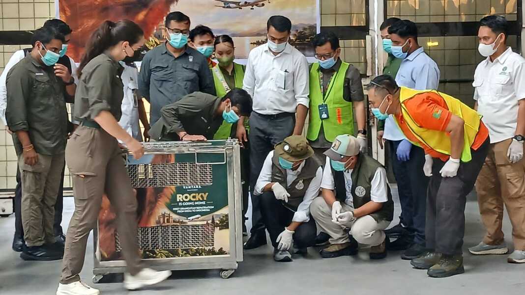 Pemulangan seekor orangutan Sumatera (Pongo abelii) dari India yang tiba melalui Bandara Internasional Kualanamu, Sumatera Utara, Senin (19/10).