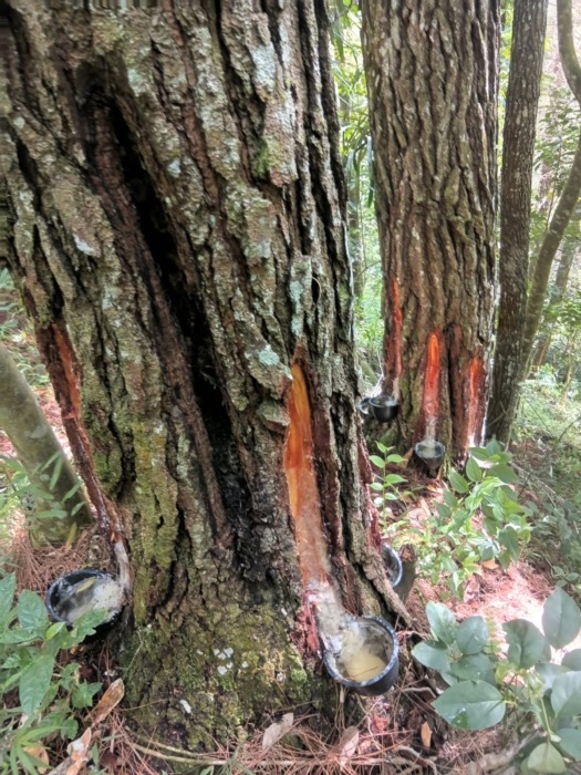 Aksi penyadapan getah pohon pinus di kawasan pariwisata Danau Toba Silalahi, Kecamatan Silahisabungan, Kabupaten Dairi kembali marak, Senin (19/10). RUDY SITANGGANG/SUMUT POS.