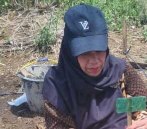 FP UMSU: Prof. Dr. Ir. Wan Arfiani Barus, M.P dari FP UMSU meneliti seleksi dan perakitan varietas padi beras merah toleran salinitas. (Istimewa/Sumut Pos)